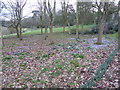 Crocuses in Quarry Park, Shrewsbury