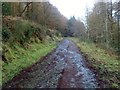 J1812 : Forestry road used as part of the Tain Way trail by Eric Jones