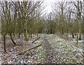 SJ8246 : Path through wood on Gorsty Bank by Jonathan Hutchins