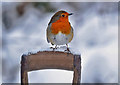 NT4936 : A winter robin by Walter Baxter
