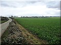 Flat-topped hedgerow, along Watlass Moor Lane