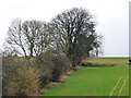 Winter trees, Lindale Hill