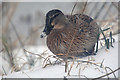 Tiverton : Grand Western Canal - Mallard