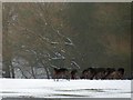 SP9912 : Fallow deer in the snow at Ashridge Estate by Rob Farrow