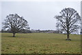 SX9986 : East Devon pasture by N Chadwick