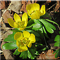 Winter Aconites (Eranthus hyemalis)