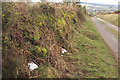 Lane on Meldon Hill