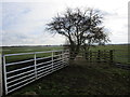 TA0951 : Hawthorn and field gates by Jonathan Thacker