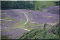 SE8493 : Hole of Horcum, full of flowering heather by op47