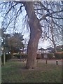 Willow tree in Barham Park, Sudbury