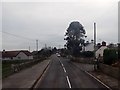 Araucaria araucana at Glasdrumman