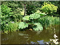 Lush waterside planting by the Cromford Canal