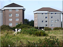 NS3372 : Cows near Slaemuir by Thomas Nugent