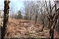 Woodland Path to Visitor Centre