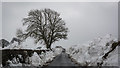 Tree and road above Bankhead