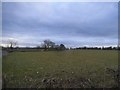 Field by the A37, Stone