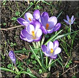 TG2008 : Crocuses in Section 56 by Evelyn Simak