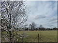 A field of Moorcroft Farm