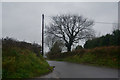 East Devon : Country Lane