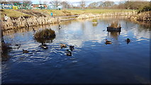 TQ2995 : Ducks and Geese on Wildlife Pond in Oakwood Park by Christine Matthews