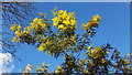 Mimosa in Garden near Oakwood Park