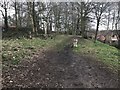 Path through copse in Madeley