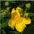 Hypericum 