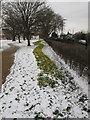 Daffodils in snow, North Acton playing field