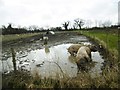 Beckington, pigs