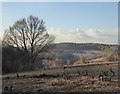 Felled area, Headley Heath