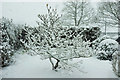 SX9065 : Magnolia under snow, Torre by Derek Harper