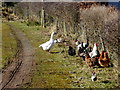 Free range poultry, Beltany