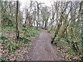 Portishead, woodland path