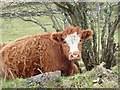 Store cattle off the Ferryhill Road