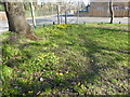 Daffodils on the edge of Northwood Gravel Pits