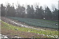 Leeks in a field