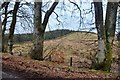 Woodland edge, Barwhillanty estate