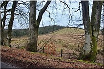 NX7371 : Woodland edge, Barwhillanty estate by Alan Reid