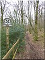 Path into Thongsleigh Wood