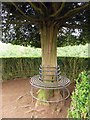 SP1772 : A bench in the Yew Garden by Steve Daniels