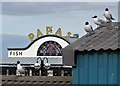 Black-headed gulls at Cleethorpes