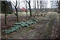 Late snowdrops at Barony College