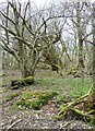 Tumbledown woodland, Little Heath (2)