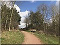 SJ8462 : Path at Astbury Mere Country Park by Jonathan Hutchins