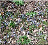 TG2008 : Siberian squill (Scilla siberica) by Evelyn Simak