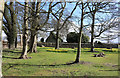 Daffodils by the Kirkyard