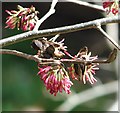 Flowering Persian ironwood tree​ (Parrotia persica)