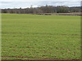 Farmland south of Little Fencote