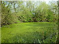 Weedy pond by Faverdale Black Path