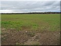 Farmland between Todd Lane and Low Street